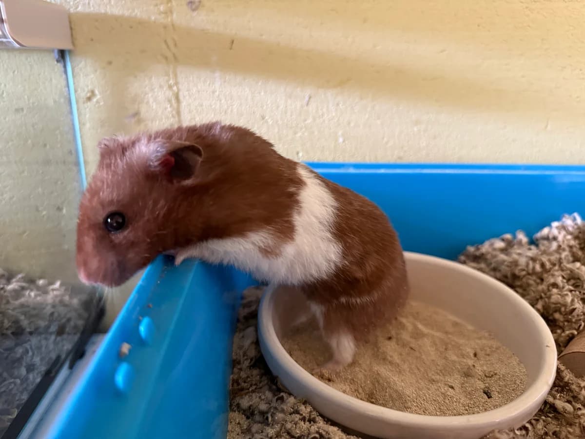 Walter, young Mixed Breed for adoption at Stichting Dierenasiel Gorinchem