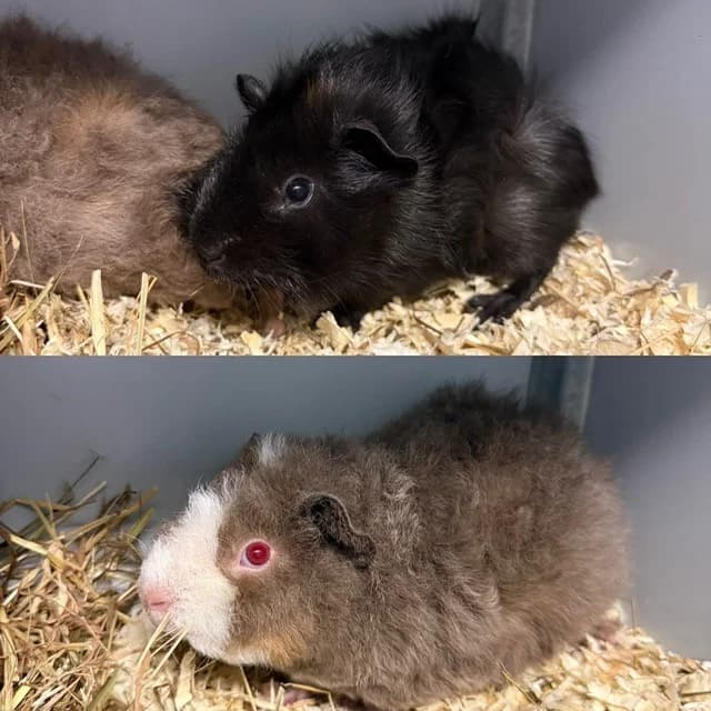 Zippy en Zippo, Mixed Breed for adoption at Stichting Dierenasiel Gorinchem