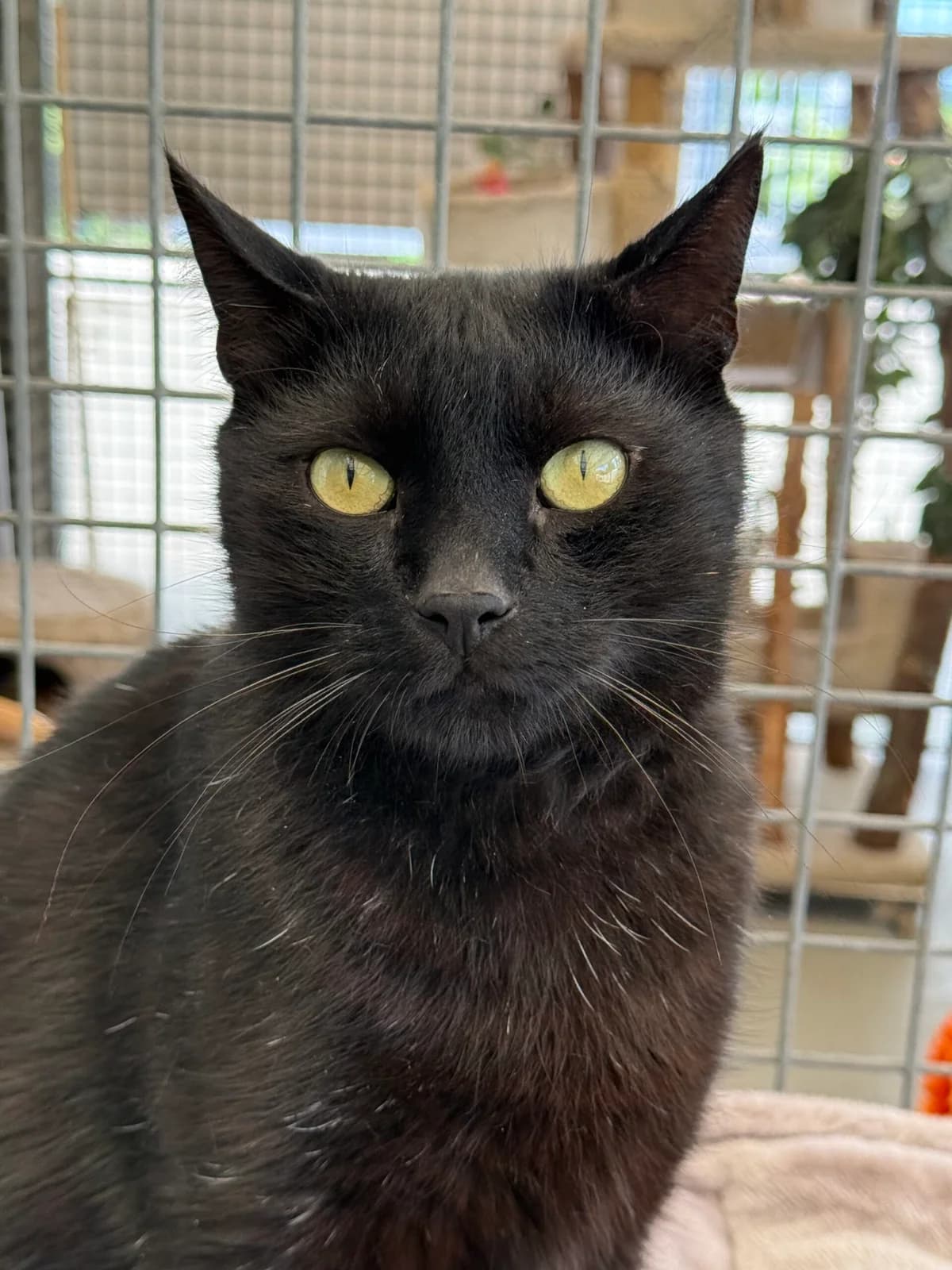 Zorro, male 3yo Mixed Breed for adoption at Stichting Dierenasiel Gorinchem