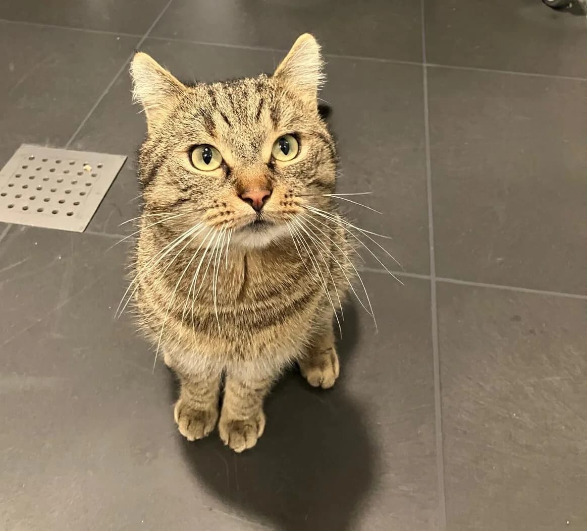 Fakir, Cypers male 4yo European Shorthair for adoption at Dierentehuis Stevenshage Leiden, Leiden