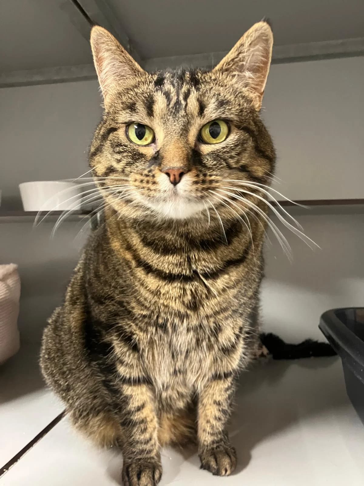 Takkie, Cypers female 4yo European Shorthair for adoption at Dierentehuis Stevenshage Leiden, Leiden