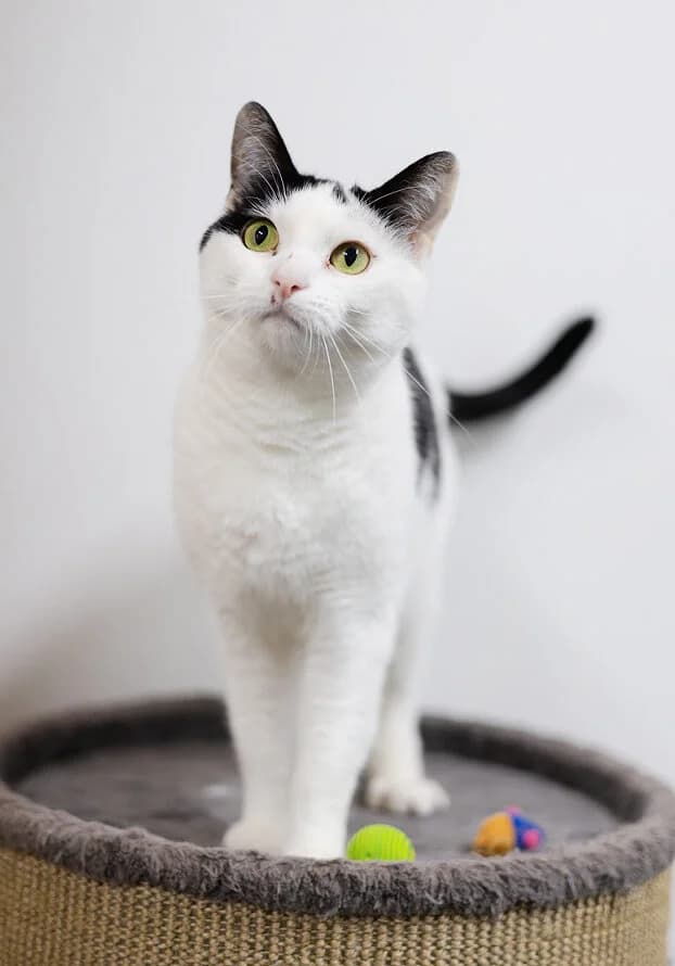 Tambanoni, Zwart/wit female 4yo European Shorthair for adoption at Dierentehuis Stevenshage Leiden, Leiden