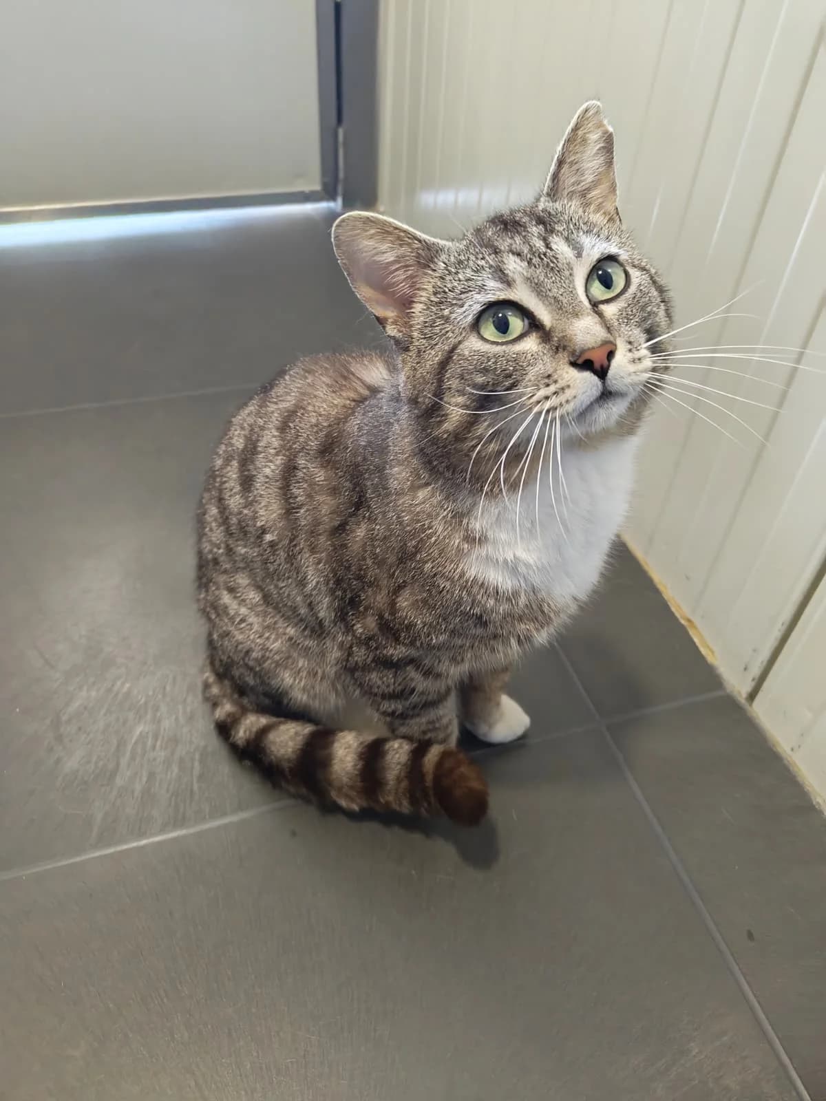 Garcia, Cypers/wit male 4yo European Shorthair for adoption at Dierentehuis Stevenshage Leiden, Leiden