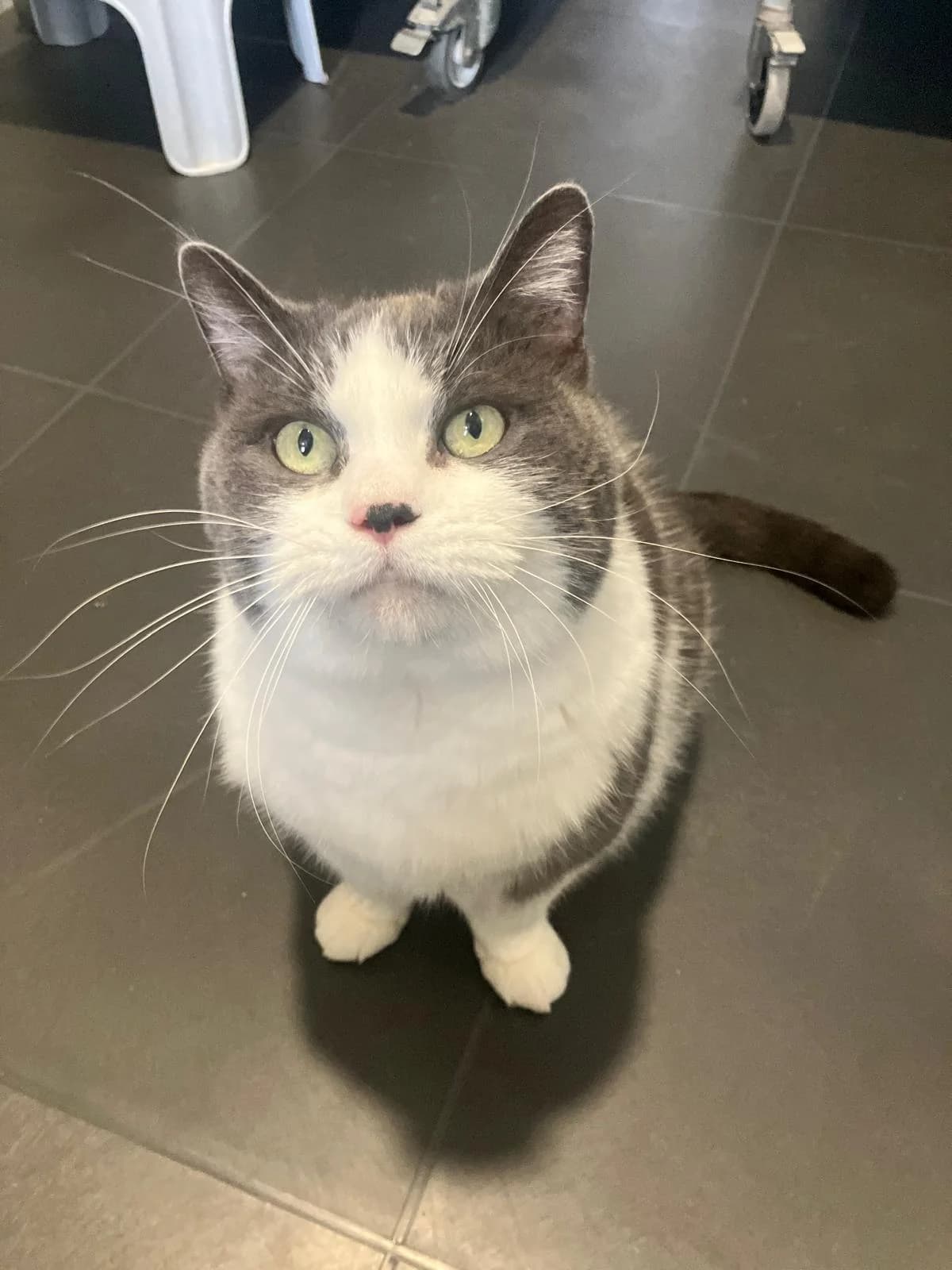 Nola, Blauw wit female 4yo European Shorthair for adoption at Dierentehuis Stevenshage Leiden, Leiden
