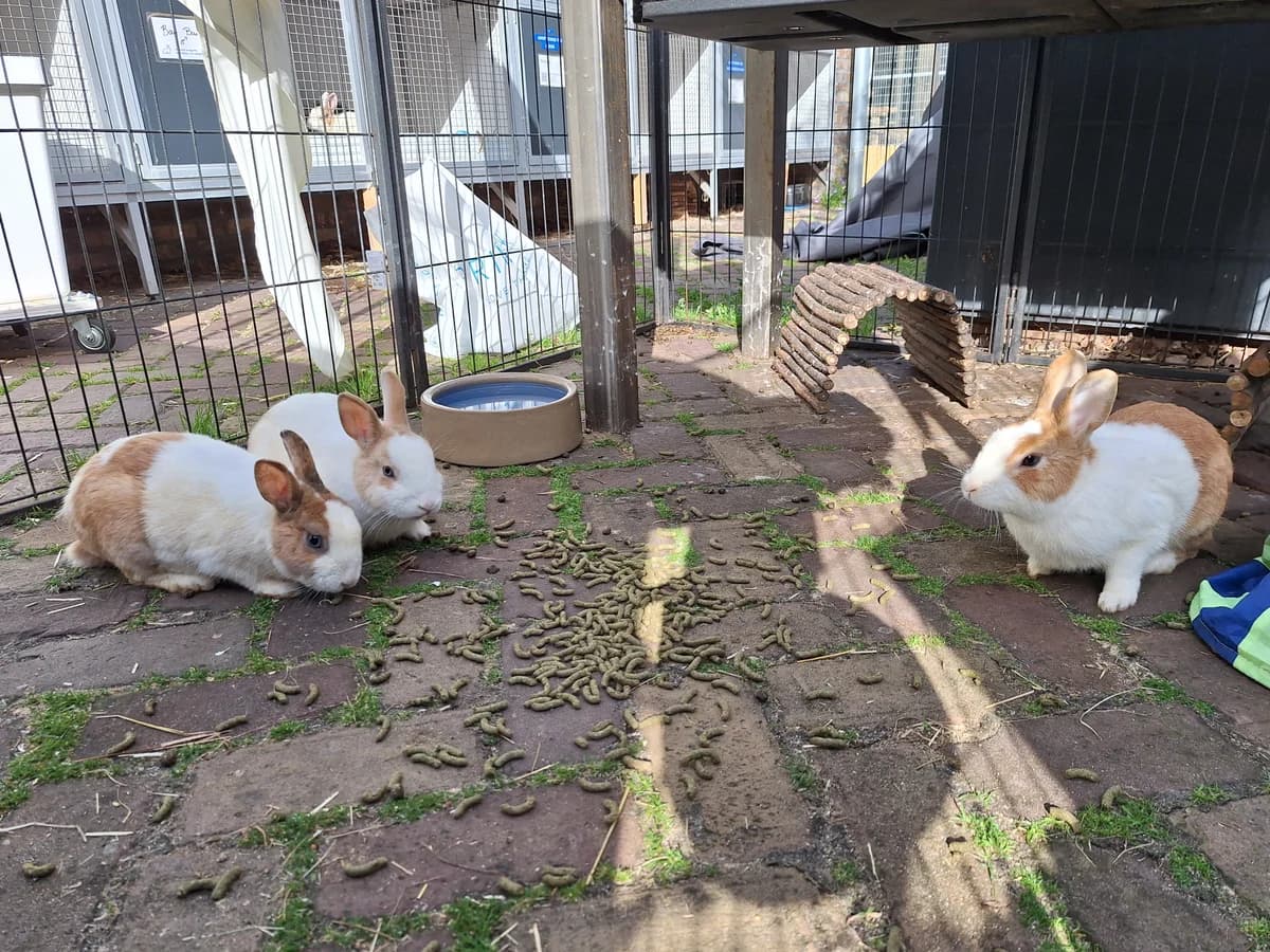 ToetToet, BoingBoing en PepPep, Bruin-wit male 4yo mixed breed for adoption at Dierentehuis Stevenshage Leiden, Leiden