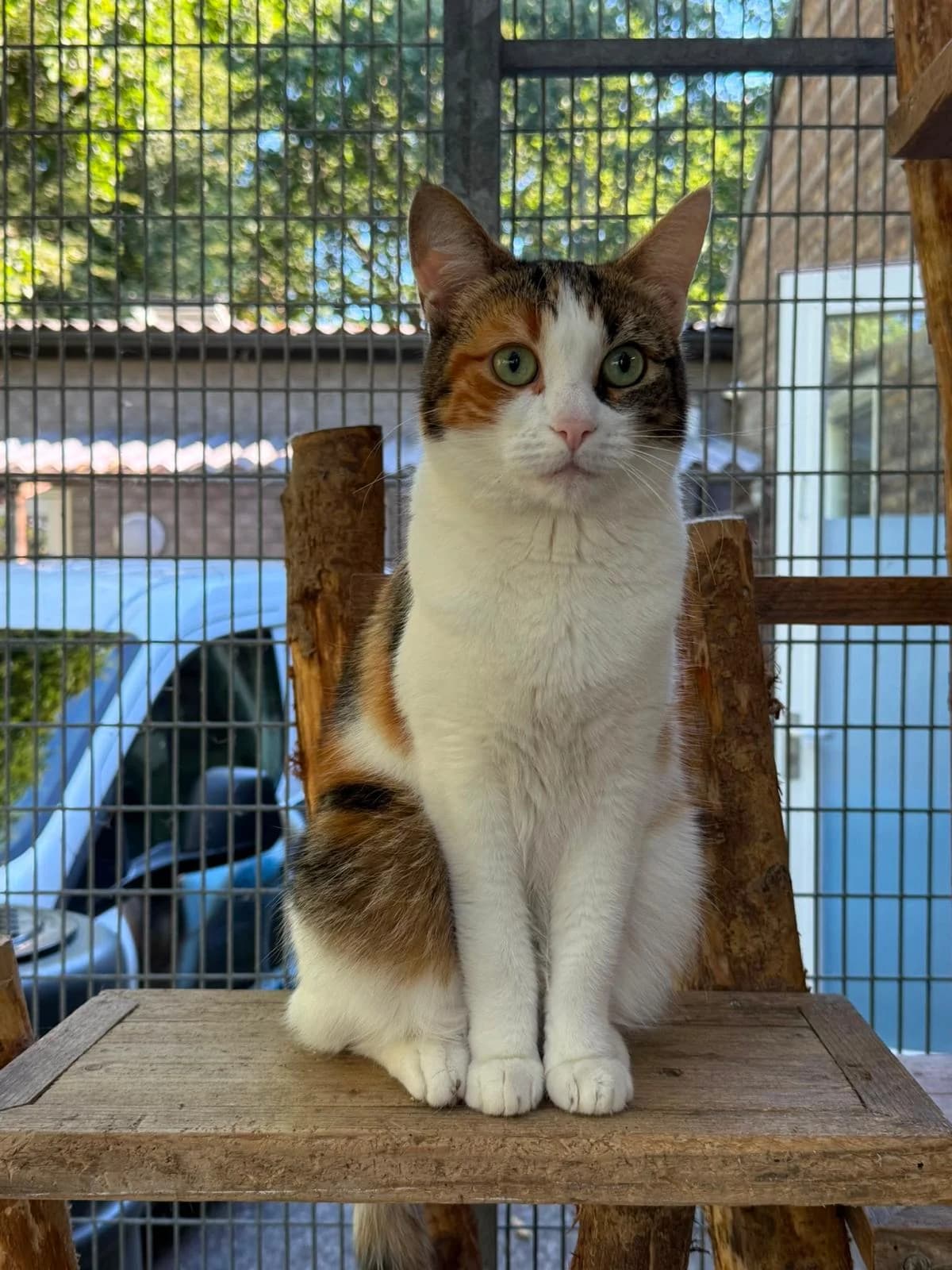 Mitchie, Lapje female 4yo European Shorthair for adoption at Dierentehuis Stevenshage Leiden, Leiden