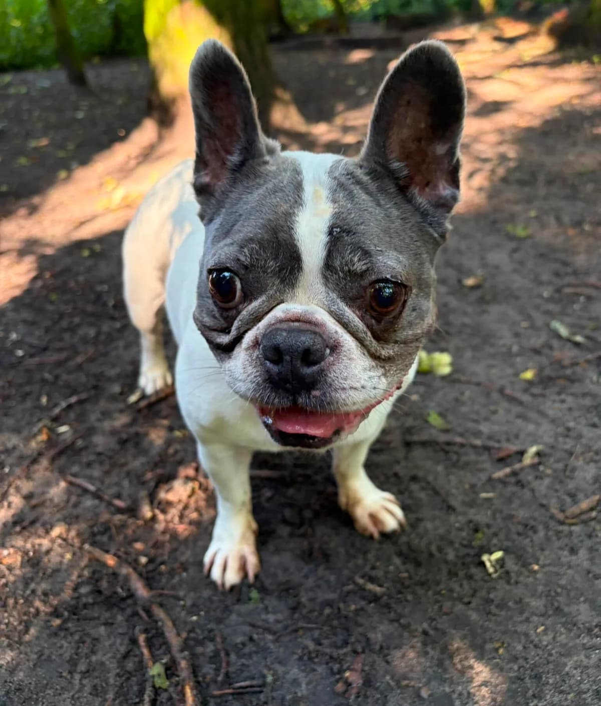Donna, wit-blauw female 4yo English Bulldog for adoption at Dierentehuis Stevenshage Leiden, Leiden