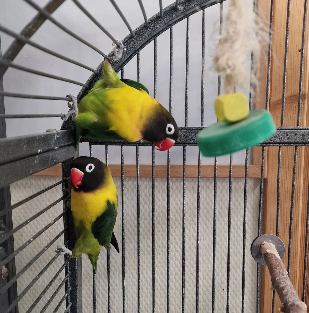 Jip&Janneke, Driekleur 4yo Persian for adoption at Dierentehuis Stevenshage Leiden, Leiden