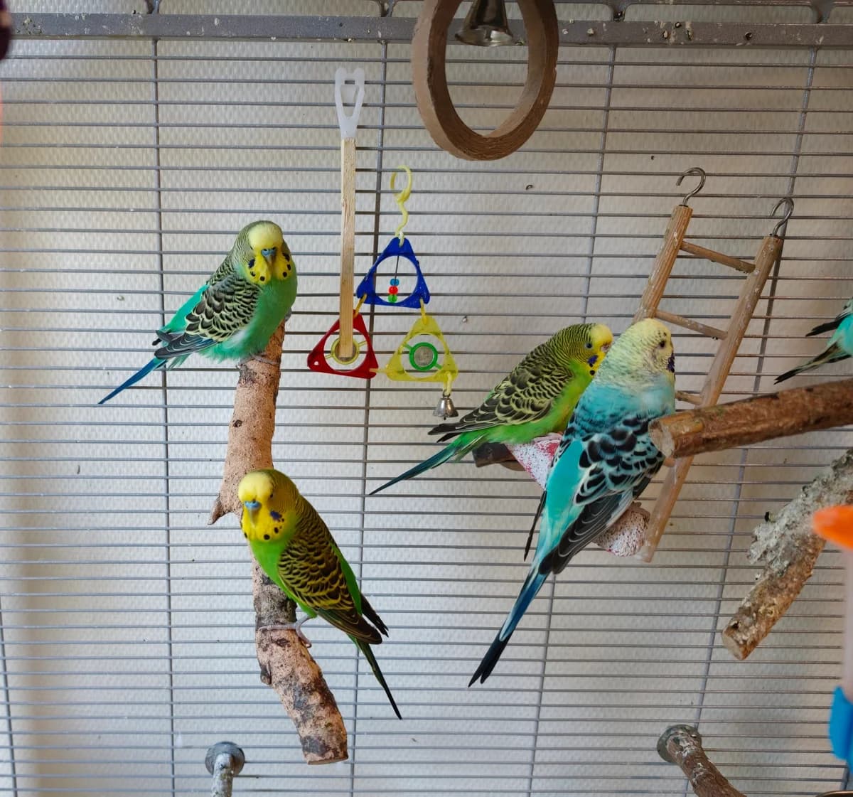 De ProostParkietjes, verschillend 4yo mixed breed for adoption at Dierentehuis Stevenshage Leiden, Leiden