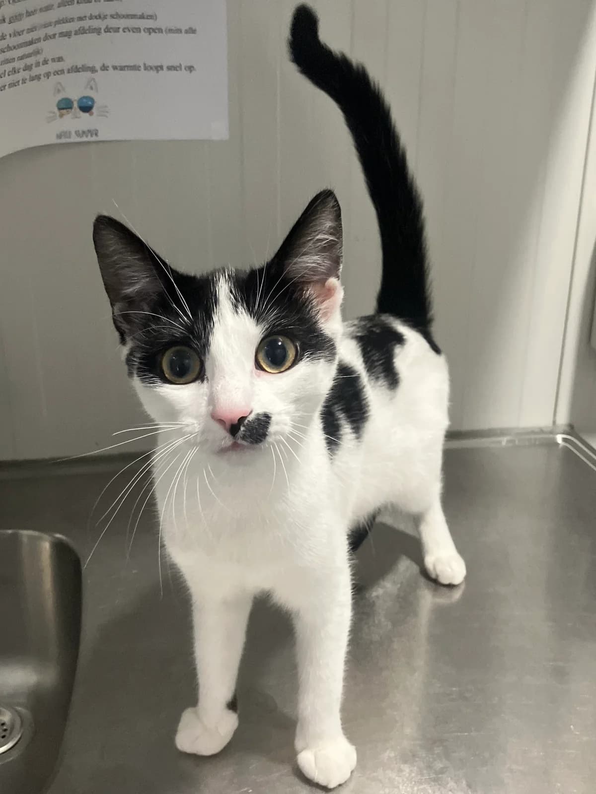 Madonna, Zwart/wit female 4yo European Shorthair for adoption at Dierentehuis Stevenshage Leiden, Leiden