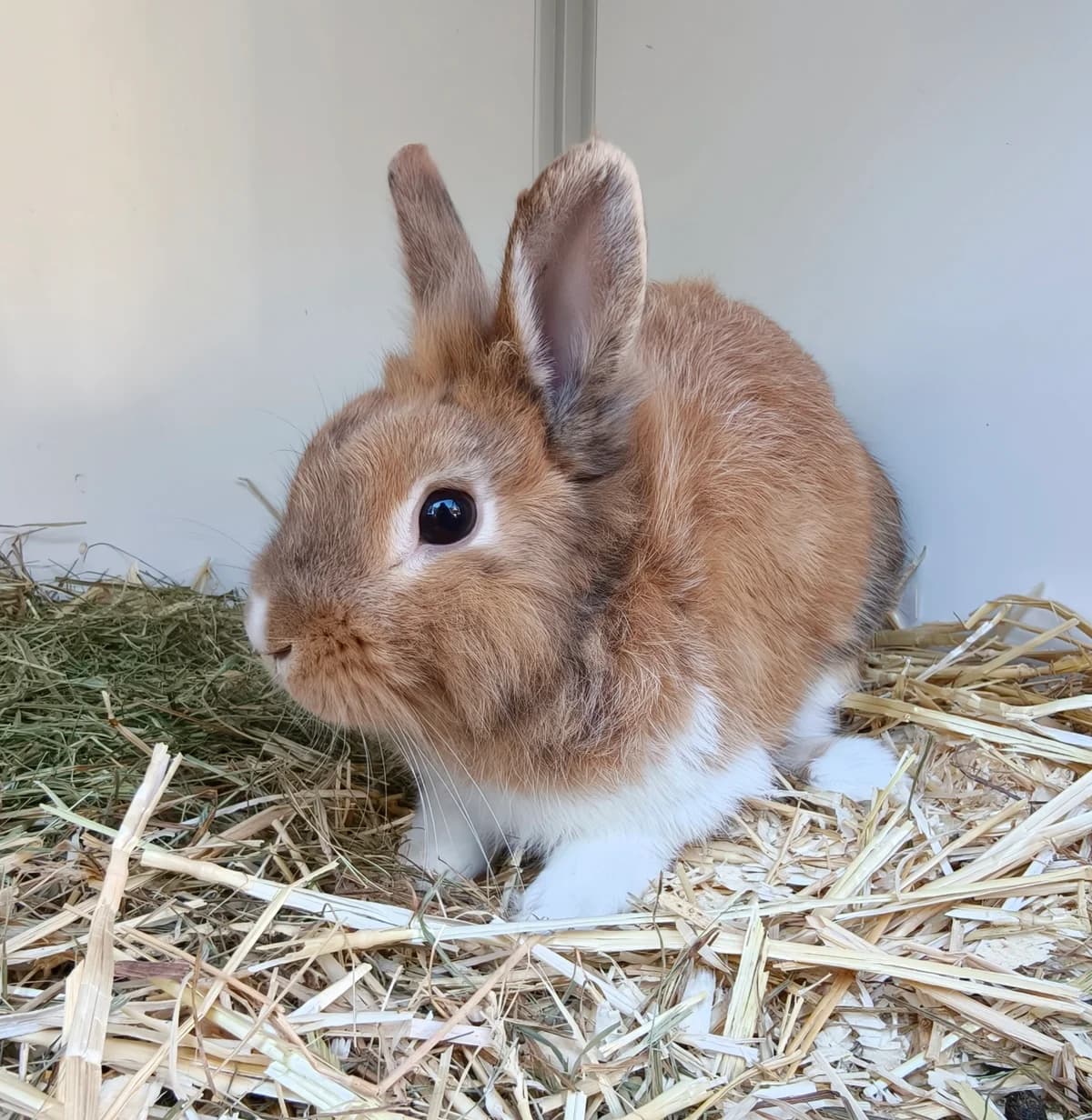 Pietertje, Ekster male 4yo mixed breed for adoption at Dierentehuis Stevenshage Leiden, Leiden