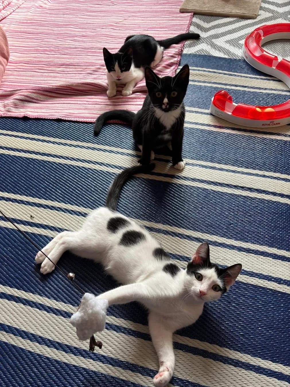 Tab, Escape en Shift, Zwart/wit puppy European Shorthair for adoption at Dierentehuis Stevenshage Leiden, Leiden