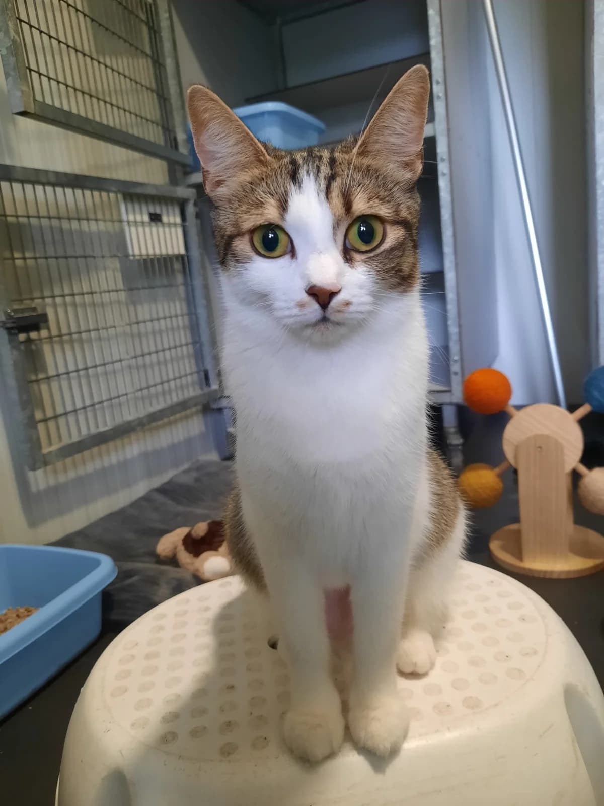 Lucy, Cypers/wit female 4yo European Shorthair for adoption at Dierentehuis Stevenshage Leiden, Leiden