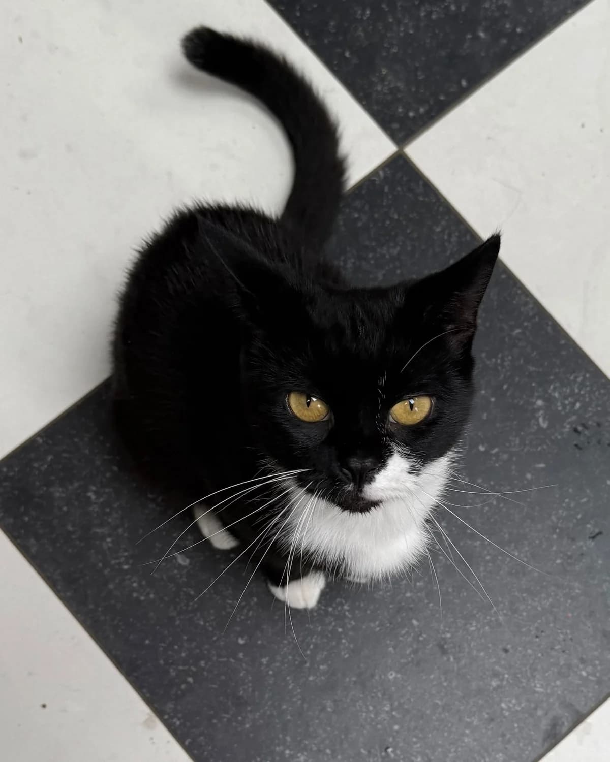 Duchess, Zwart/wit female 4yo European Shorthair for adoption at Dierentehuis Stevenshage Leiden, Leiden