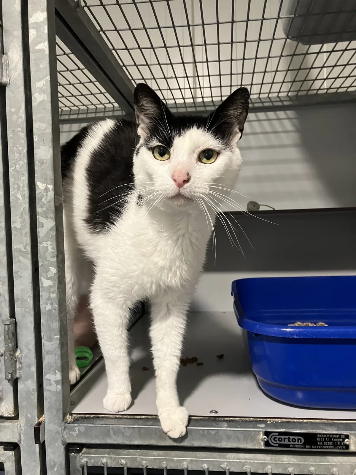 Teun, Zwart/wit male 4yo European Shorthair for adoption at Dierentehuis Stevenshage Leiden, Leiden