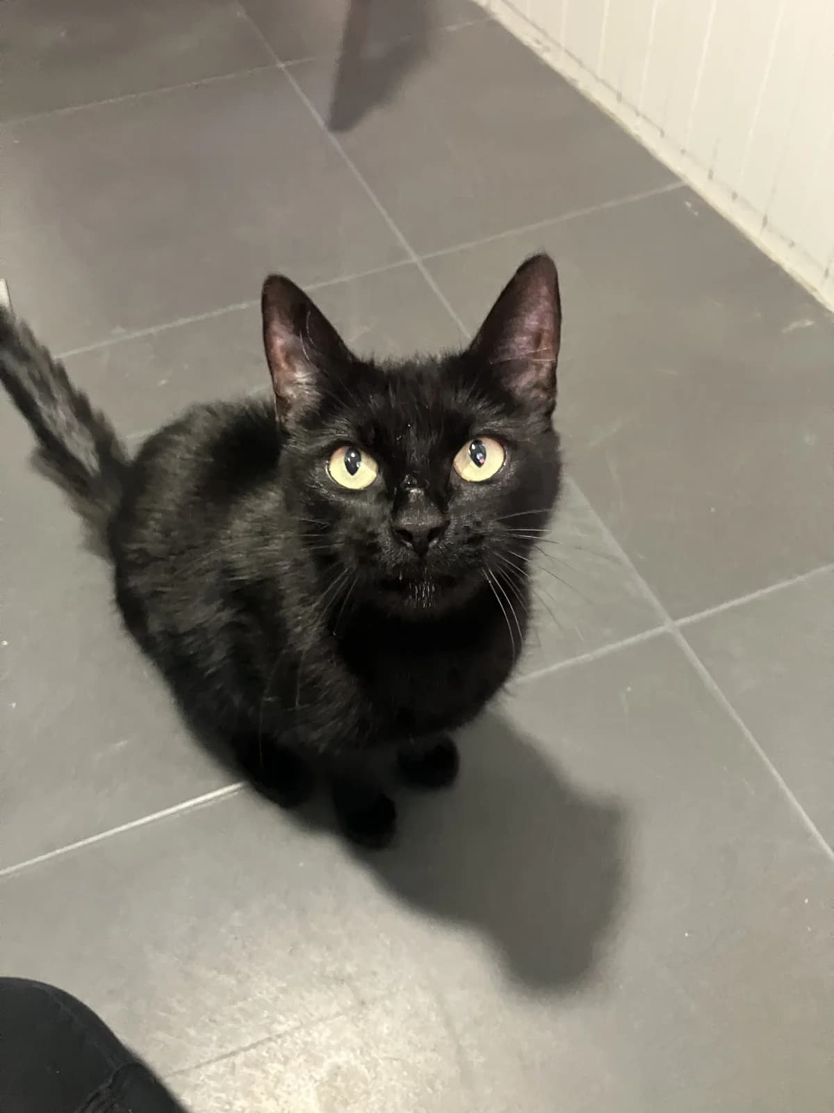 Petronella, Zwart female 4yo European Shorthair for adoption at Dierentehuis Stevenshage Leiden, Leiden
