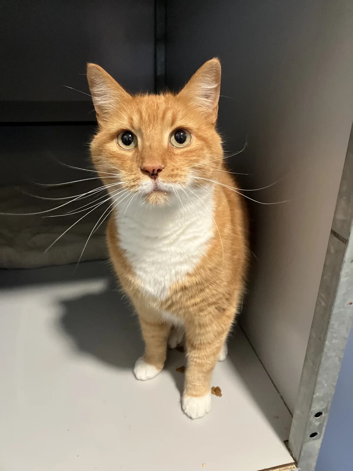 Jip, Rood/wit female 4yo European Shorthair for adoption at Dierentehuis Stevenshage Leiden, Leiden