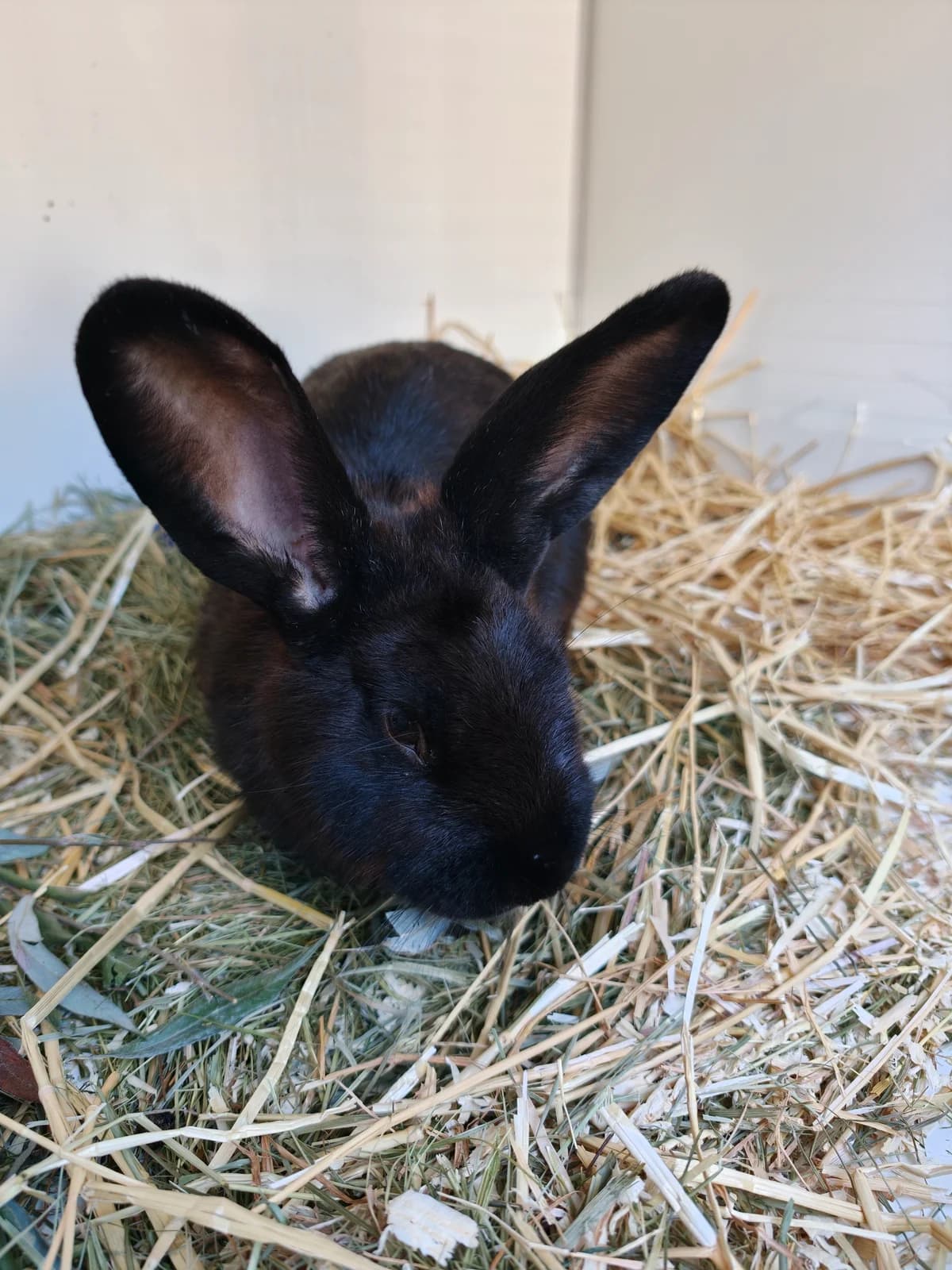 Ghost, Zwart male 4yo mixed breed for adoption at Dierentehuis Stevenshage Leiden, Leiden