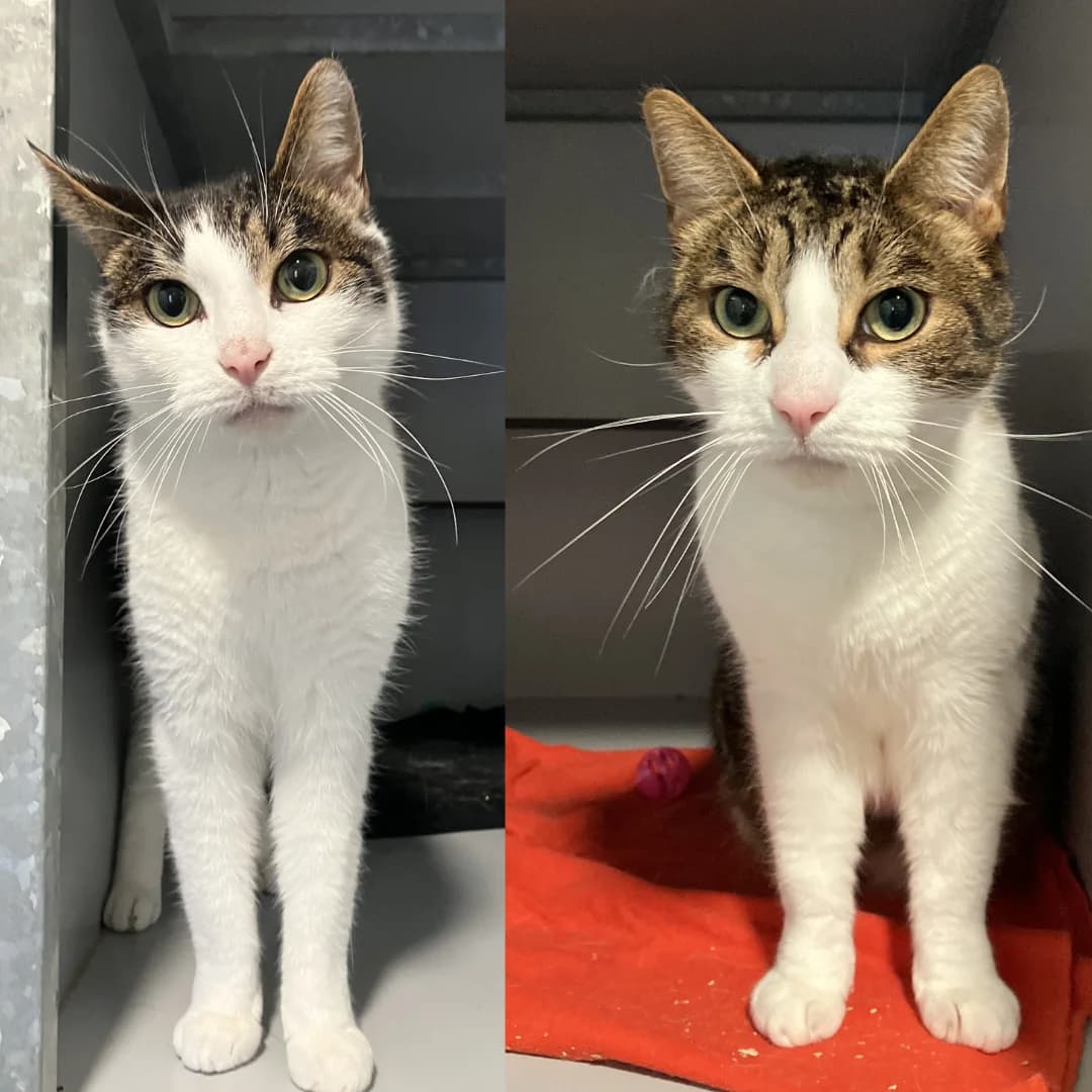 Donder en Bliksem, Cypers/wit male 4yo European Shorthair for adoption at Dierentehuis Stevenshage Leiden, Leiden