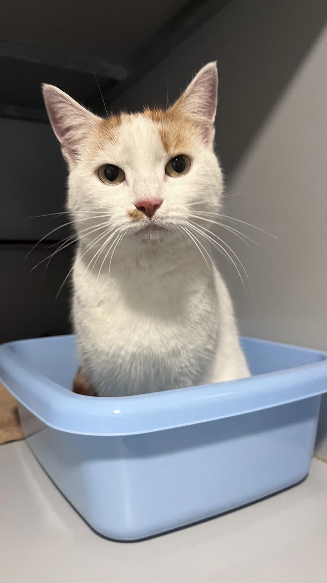 Sofia, Rood/wit female 4yo European Shorthair for adoption at Dierentehuis Stevenshage Leiden, Leiden