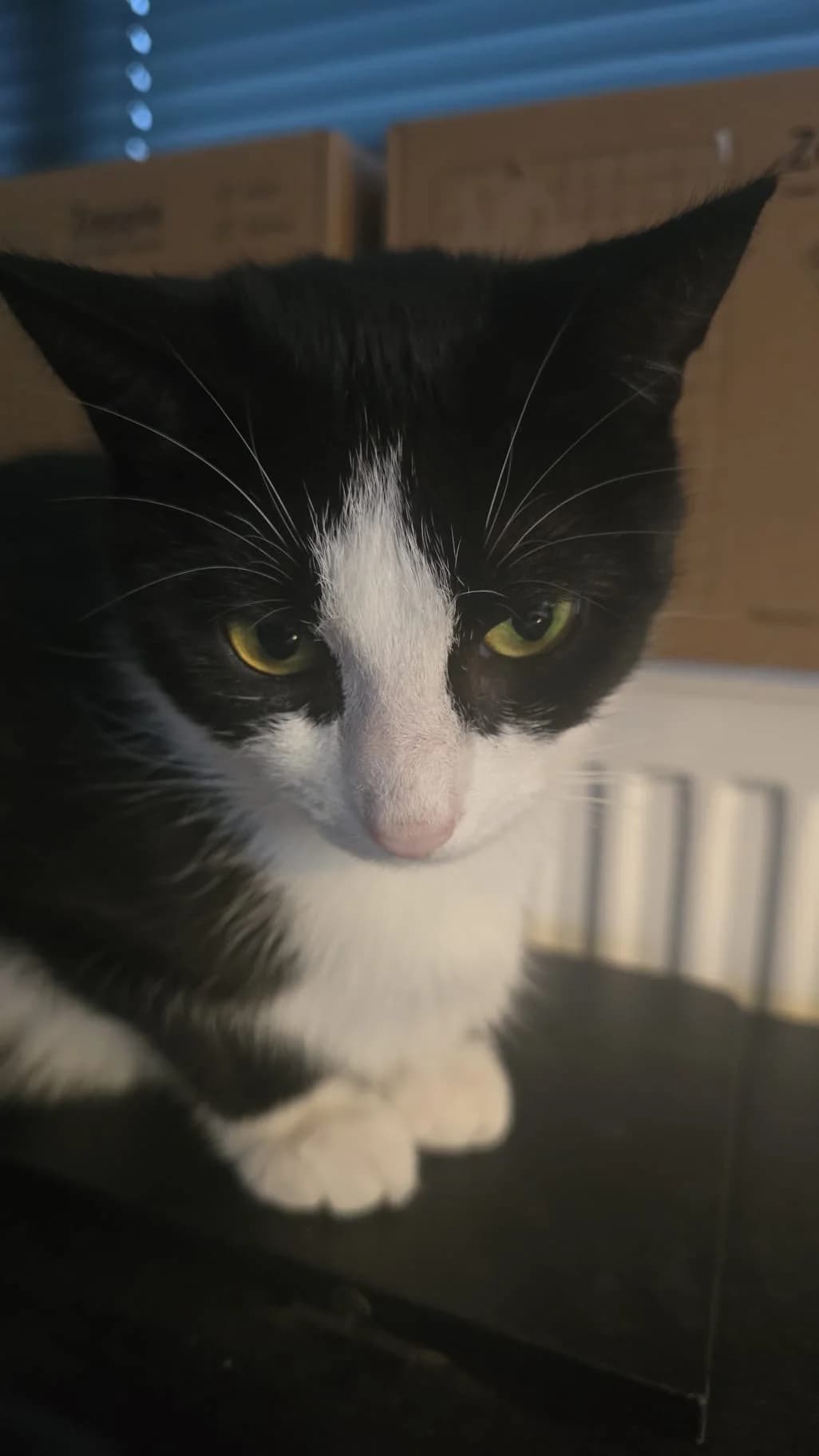 Tulp, Zwart/wit female 4yo European Shorthair for adoption at Dierentehuis Stevenshage Leiden, Leiden