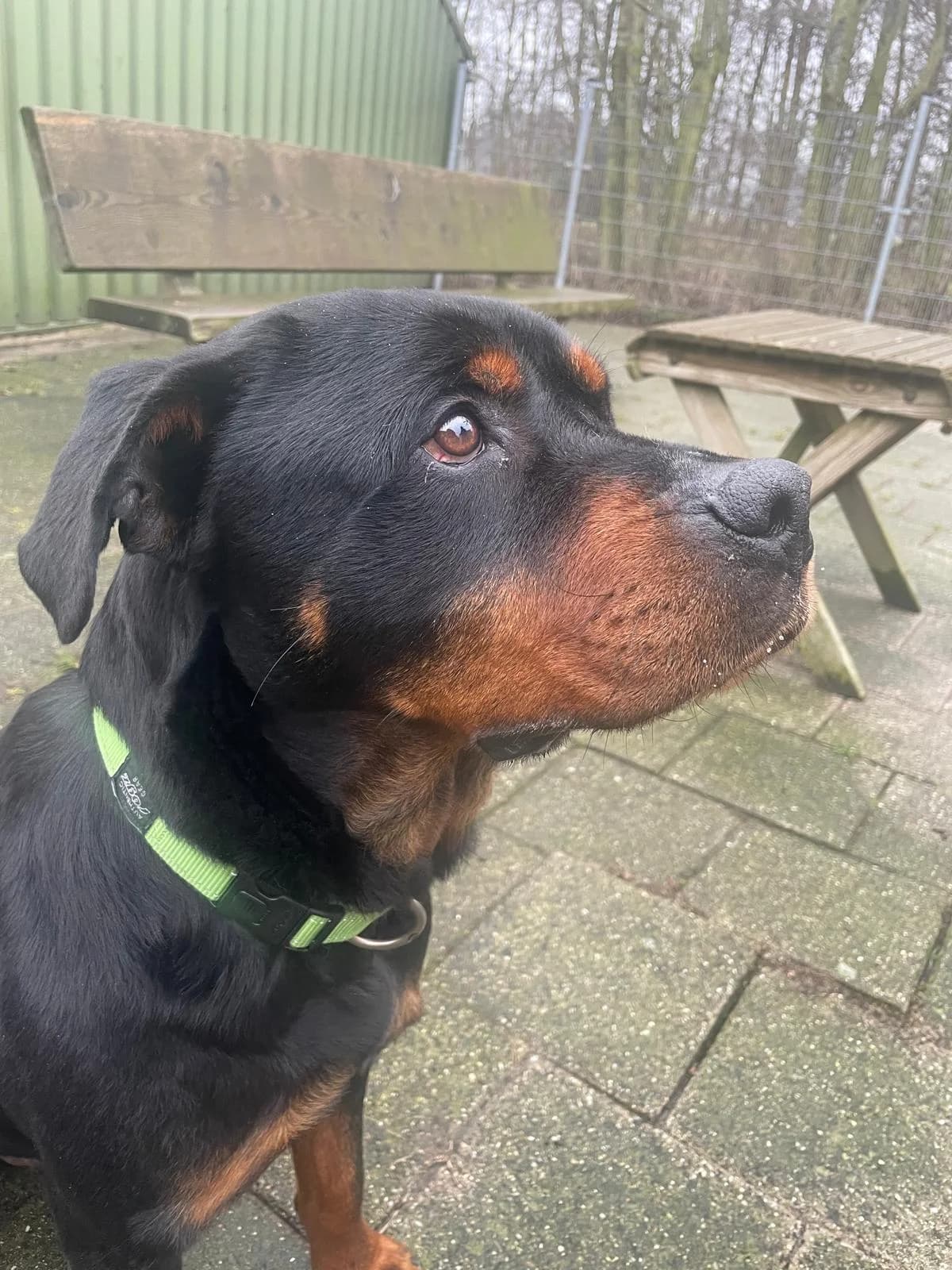 Tobias, male 5yo Rottweiler for adoption at Dierenasiel Offem