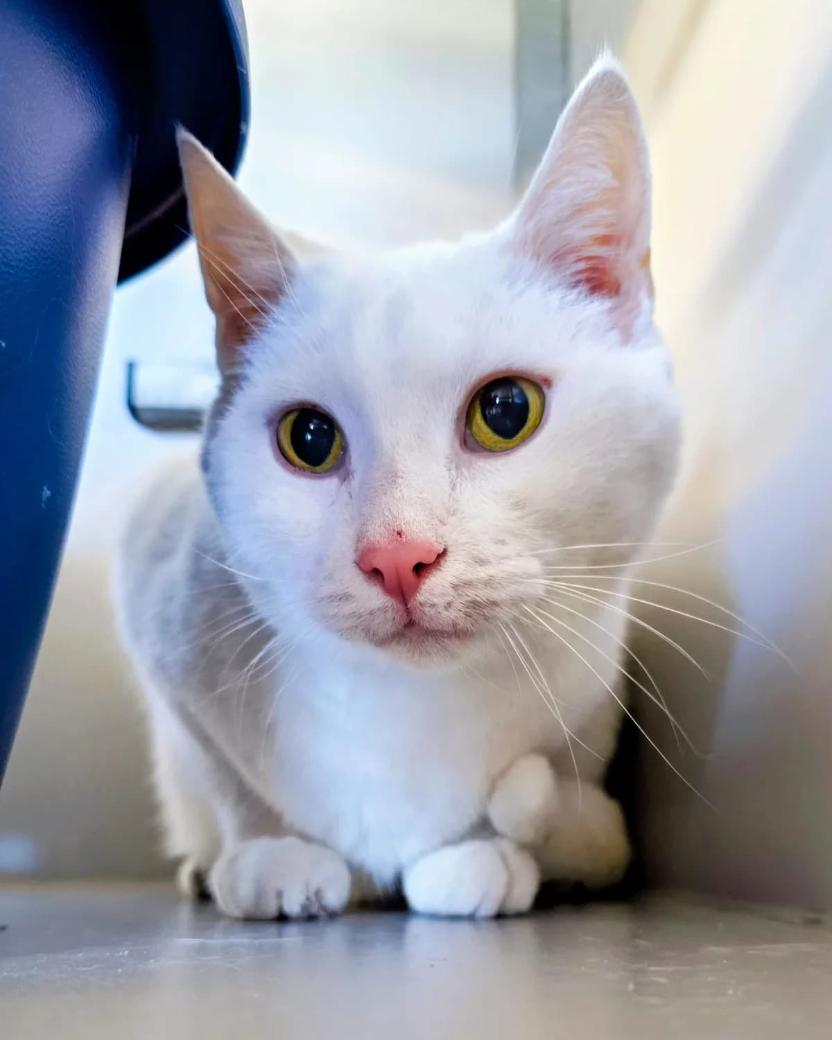 Castor, wit male senior European Shorthair for adoption at Dierenasiel Offem