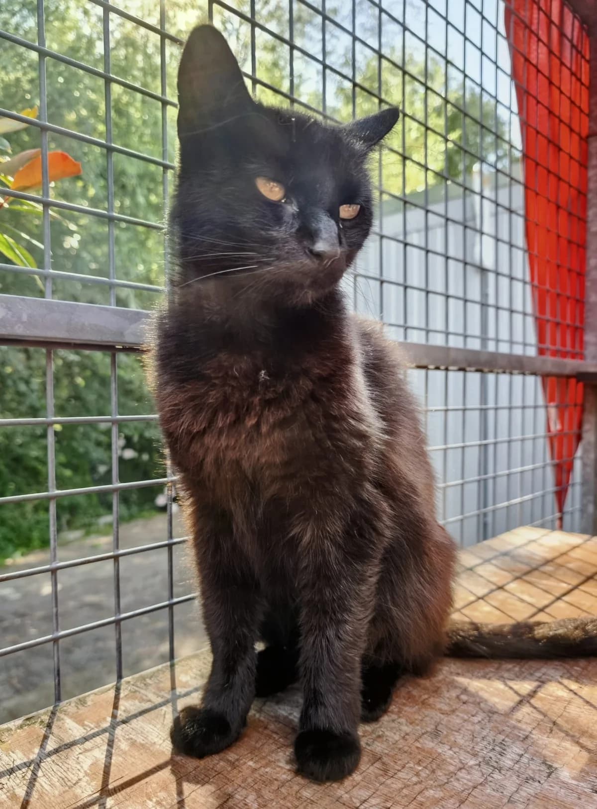 Bram, zwart male senior European Shorthair for adoption at Dierenasiel Offem