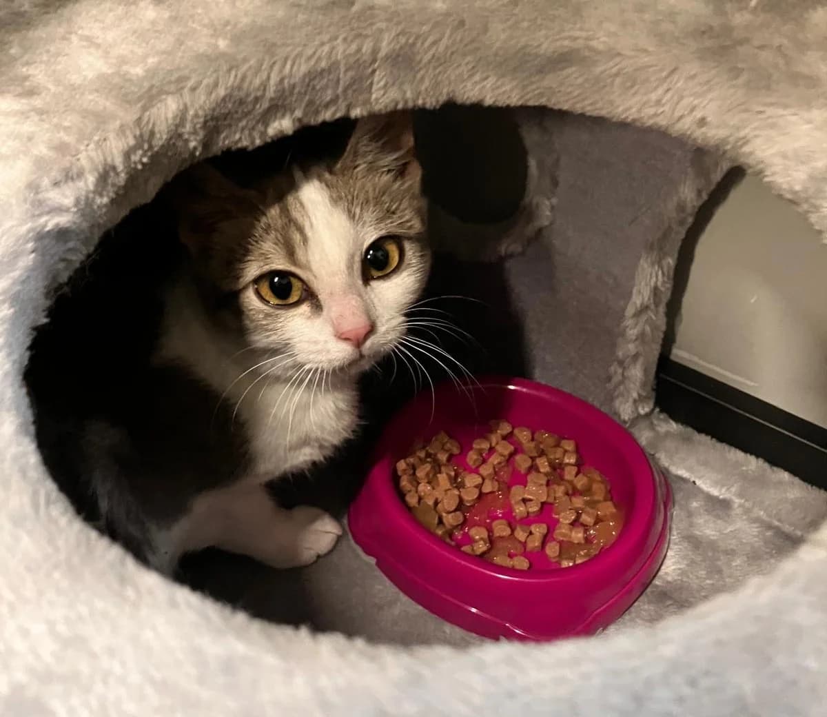 Suze, female puppy European Shorthair for adoption at Dierenasiel Offem
