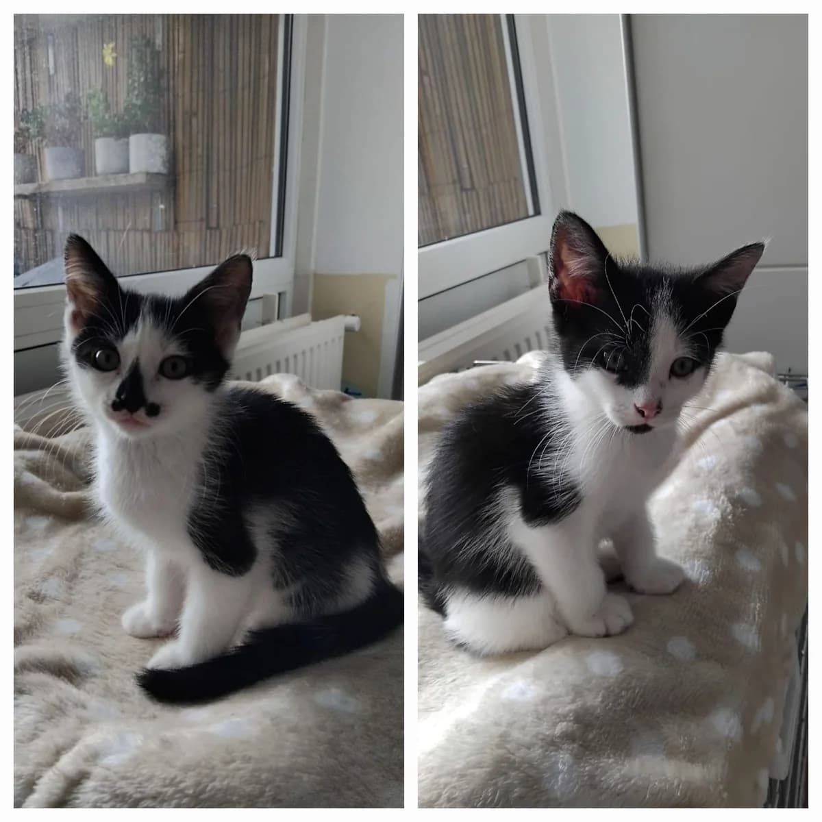 Kiki & Orio, zwart male puppy European Shorthair for adoption at Dierenasiel Offem