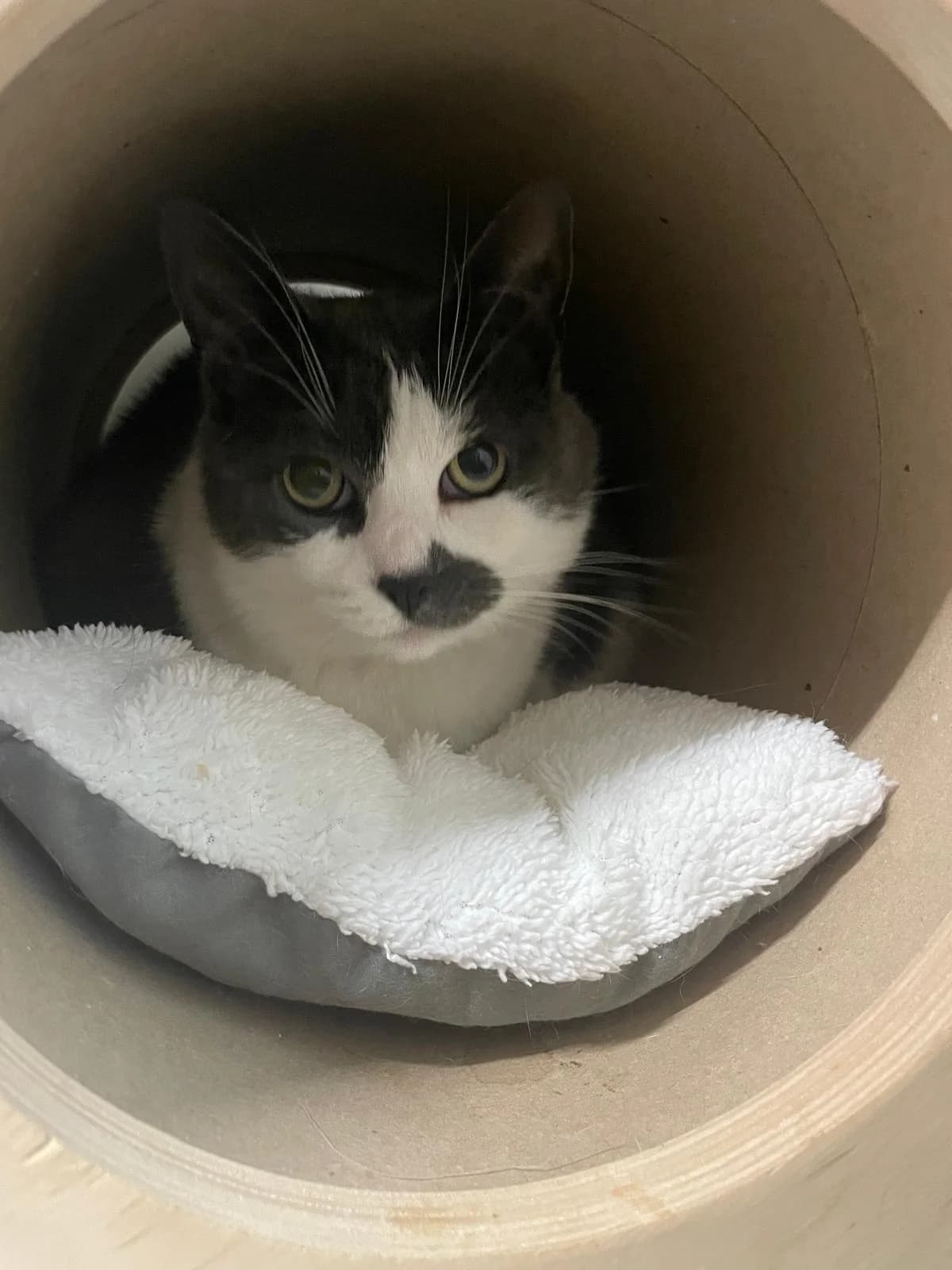 Maya, female senior European Shorthair for adoption at Dierenasiel Offem