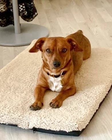 Bink, male 5yo Mixed Breed for adoption at Dierenasiel Offem