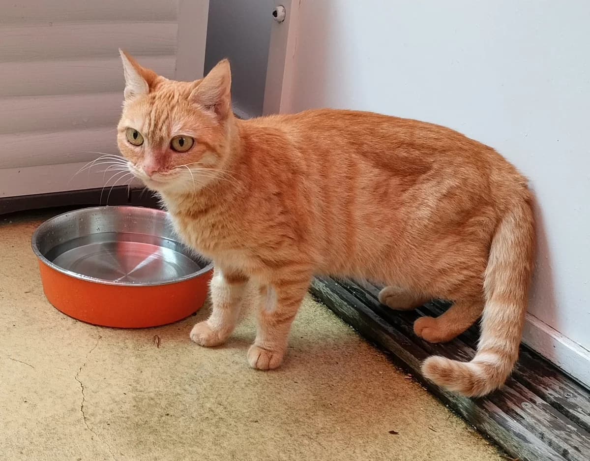 Okki, rood female young European Shorthair for adoption at Dierenasiel Offem
