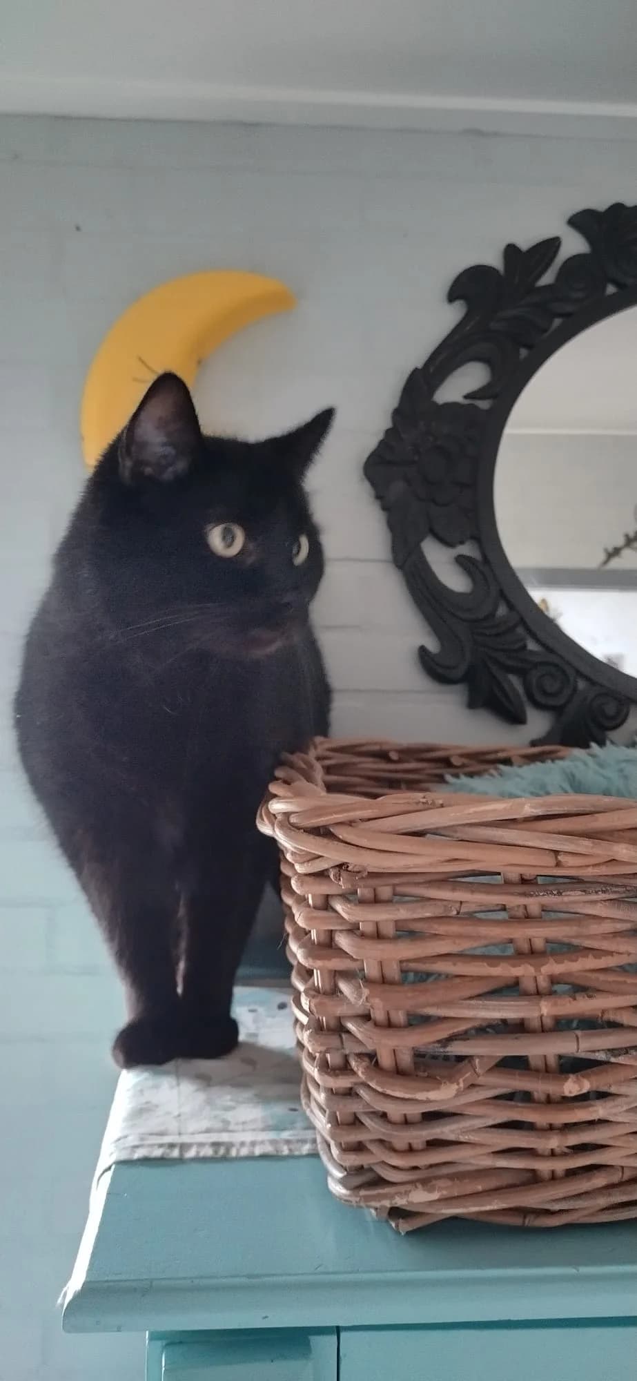 Droppie, zwart male 5yo European Shorthair for adoption at Dierenasiel Offem
