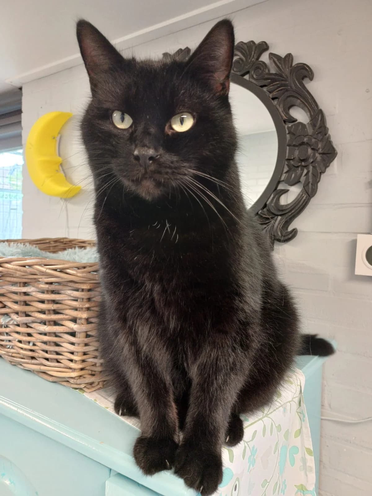 Droppie, male 5yo European Shorthair for adoption at Dierenasiel Offem