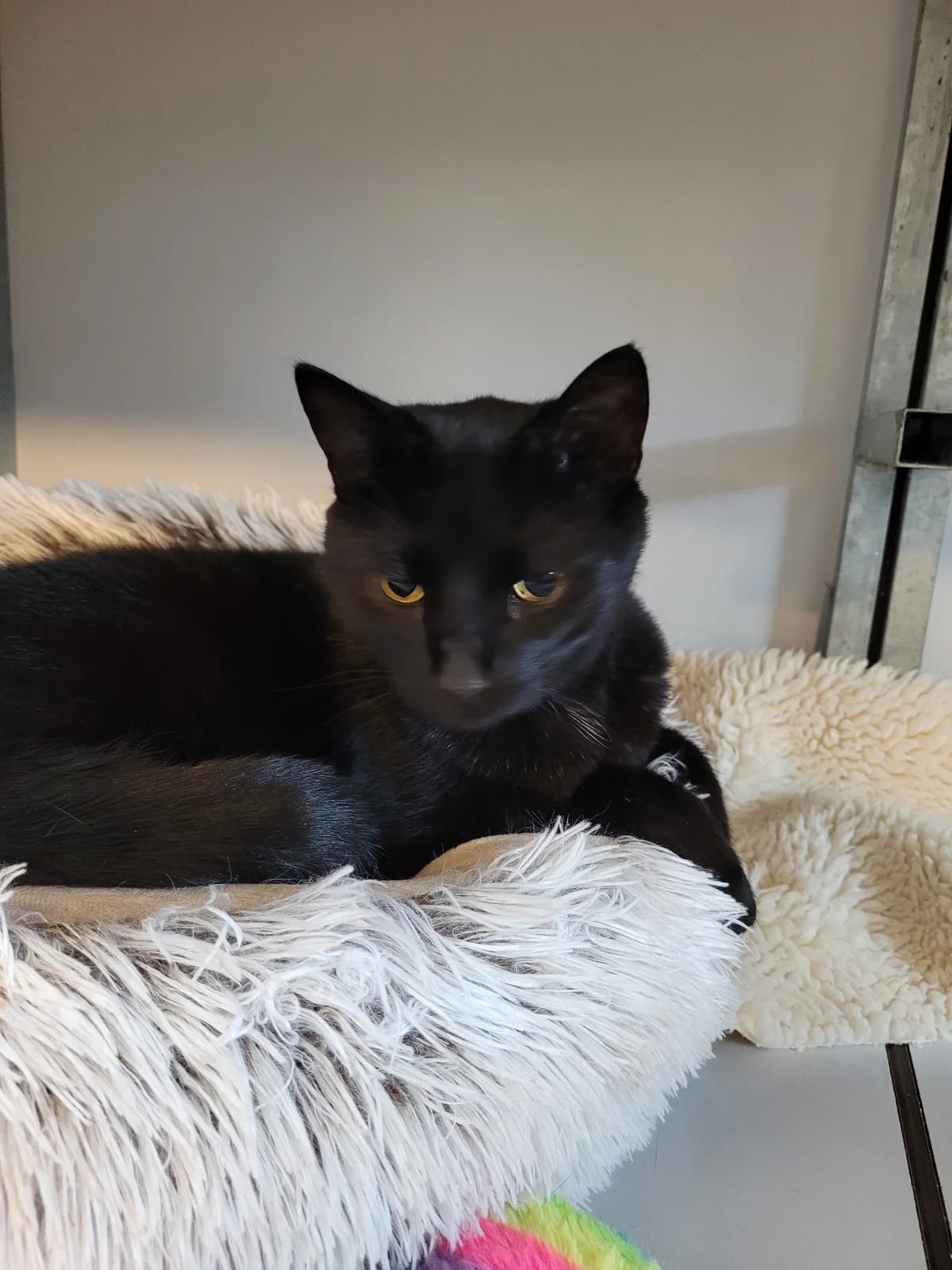 Beer, male 7yo European Shorthair for adoption at Dierenasiel Offem