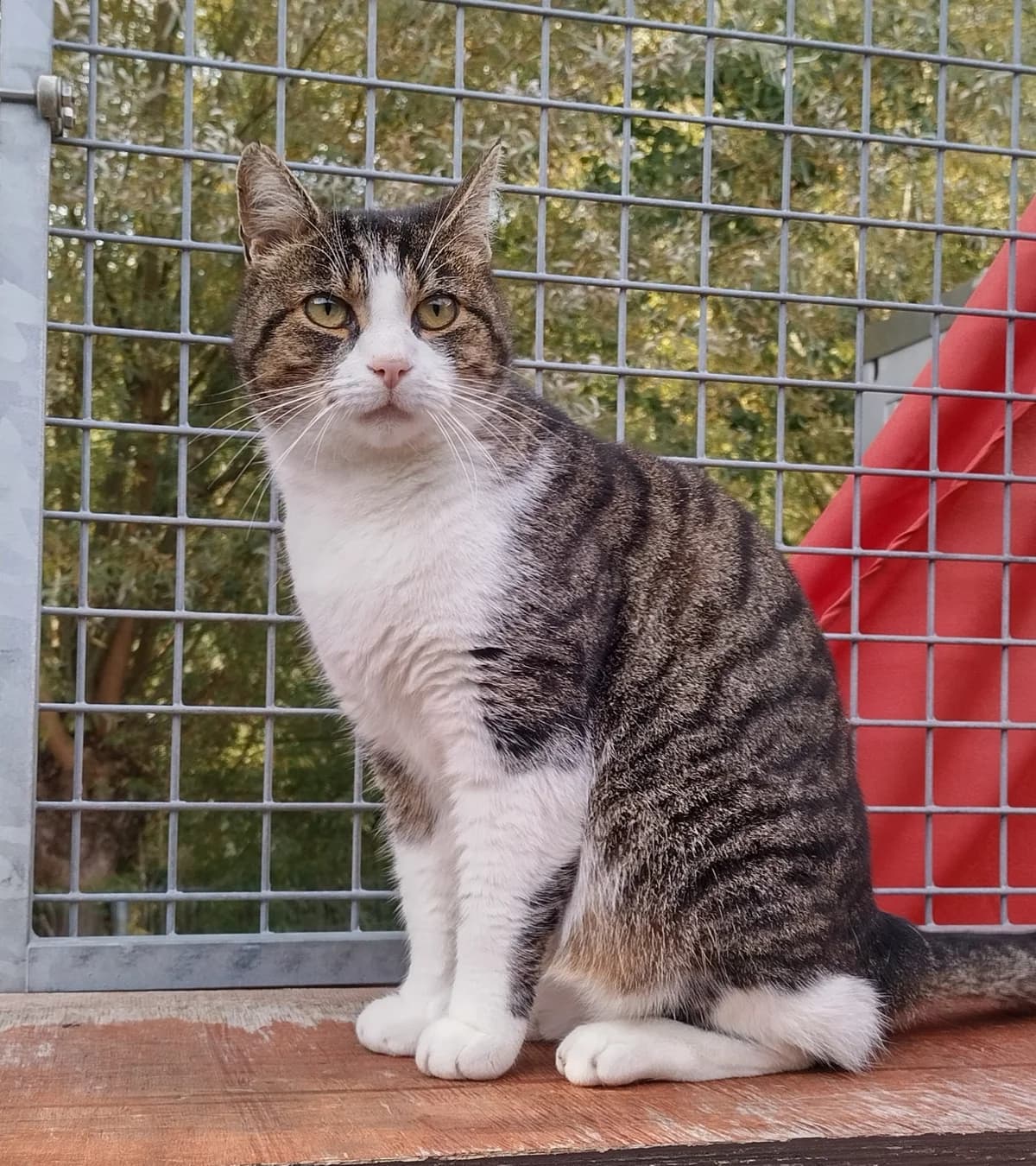 Baco, wit male 6yo European Shorthair for adoption at Dierenasiel Offem