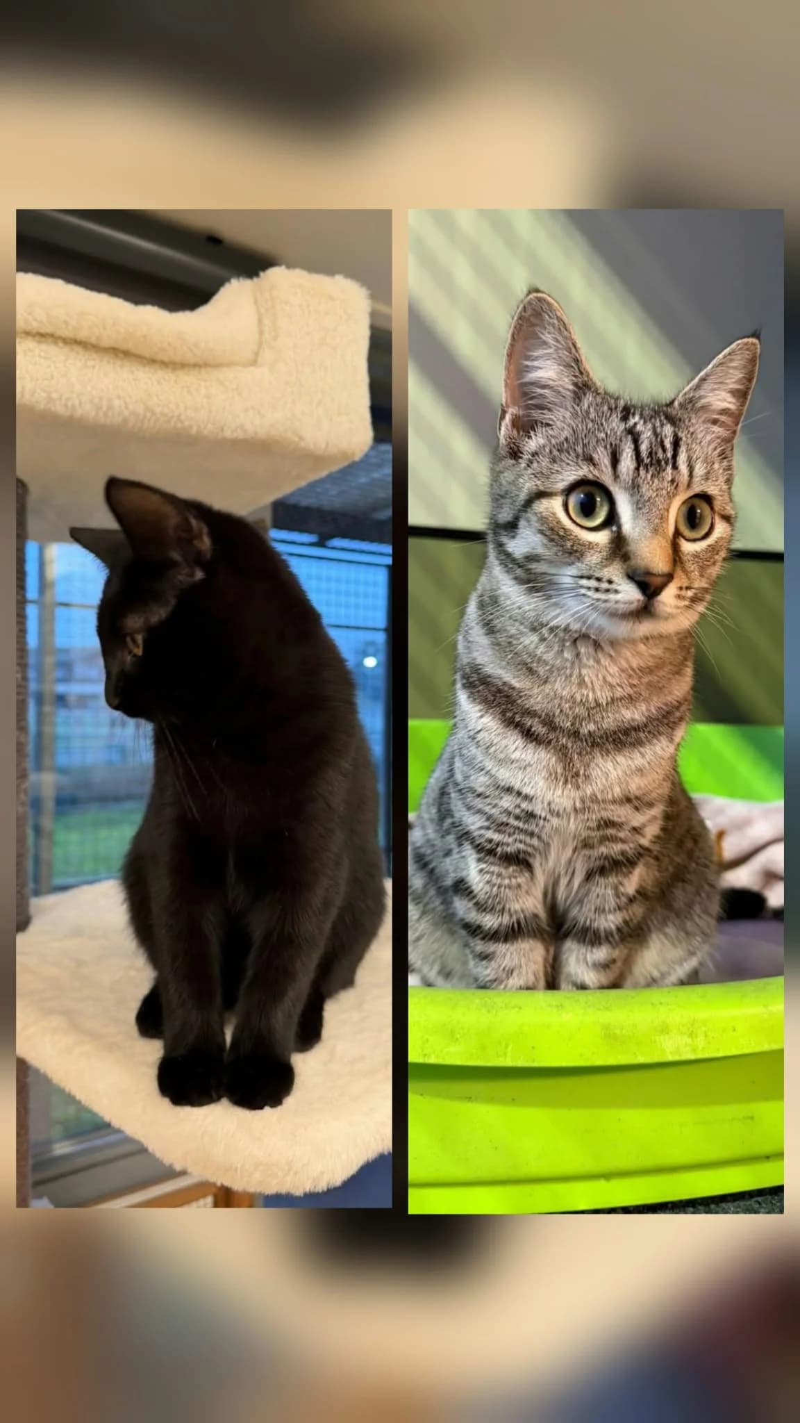Mimi & Tijgertje, zwart female puppy European Shorthair for adoption at Dierenasiel Offem