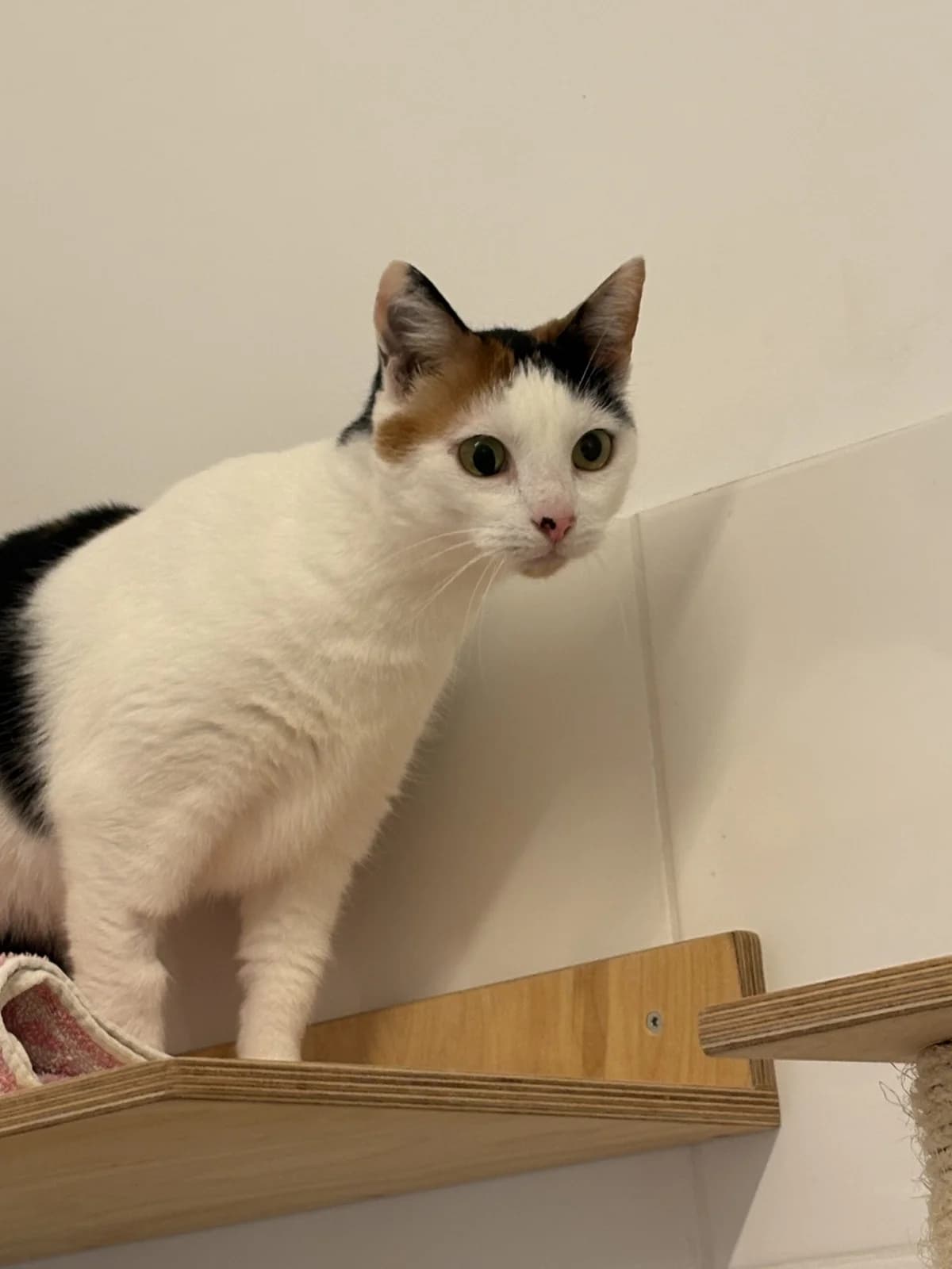 Alexi, female 7yo Mixed Breed for adoption at Dierenasiel Oostzaan
