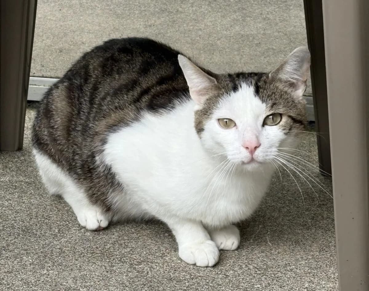 Barrie, male 3yo Mixed Breed for adoption at Dierenasiel Oostzaan