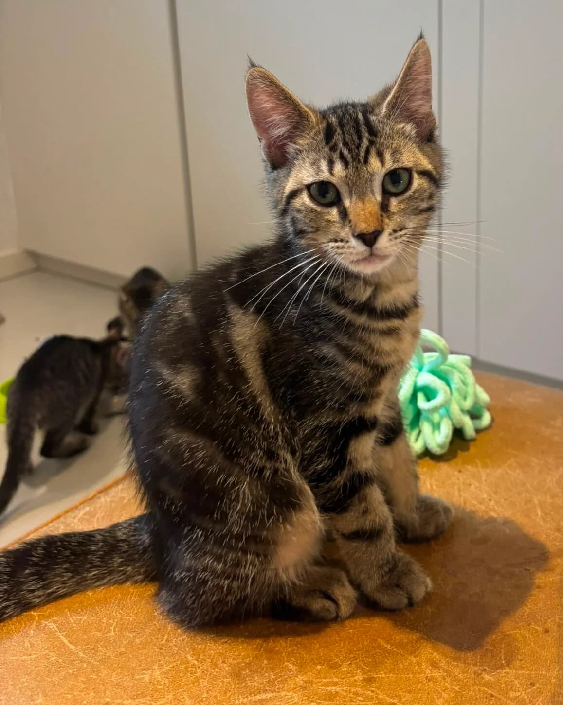Bert en Elmo, male puppy Mixed Breed for adoption at Dierenasiel Oostzaan