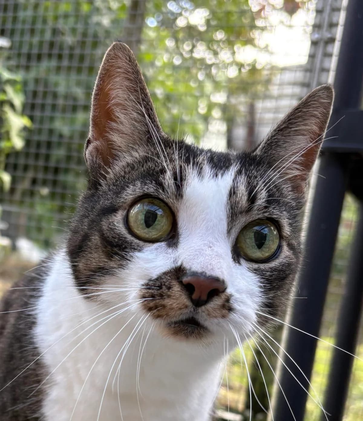 Bizou, female senior Mixed Breed for adoption at Dierenasiel Oostzaan