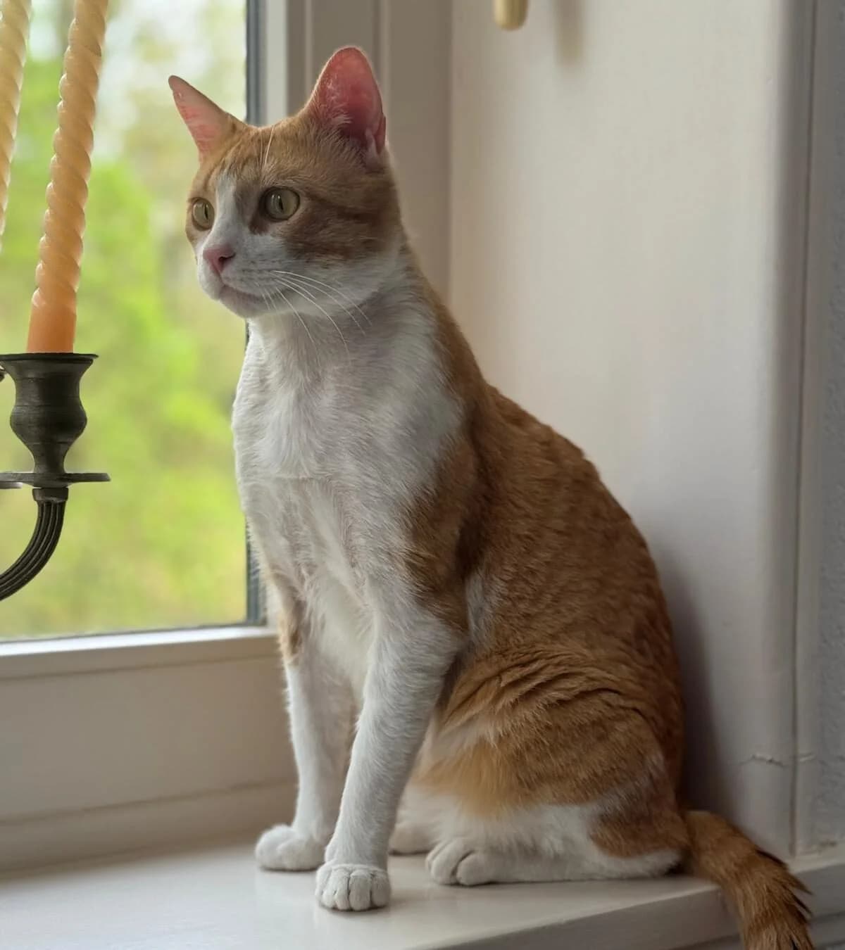 Diesel, male young Mixed Breed for adoption at Dierenasiel Oostzaan