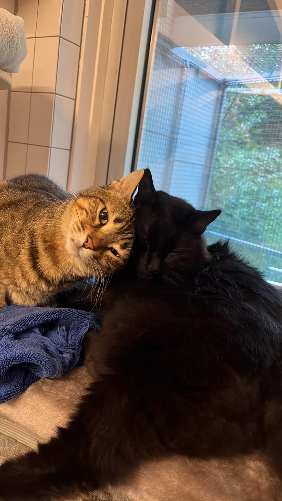 Humus en Balat, male 5yo Mixed Breed for adoption at Dierenasiel Oostzaan