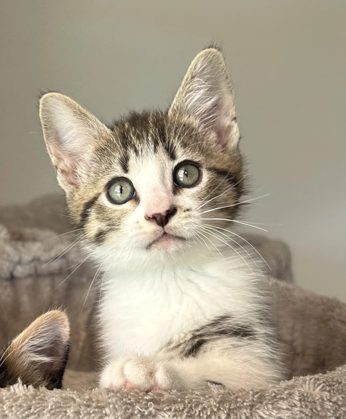 Kevin en Kitty, female puppy Mixed Breed for adoption at Dierenasiel Oostzaan