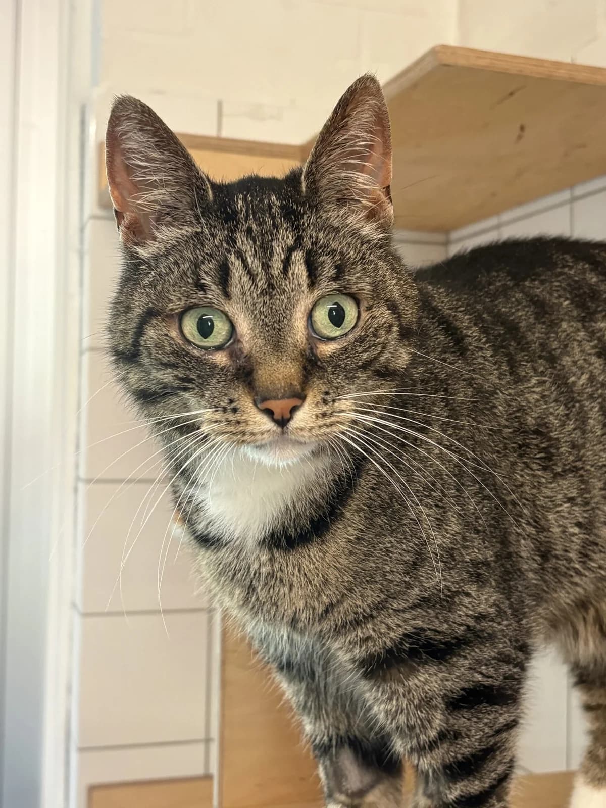 Kimchi en Kyo, male senior Mixed Breed for adoption at Dierenasiel Oostzaan