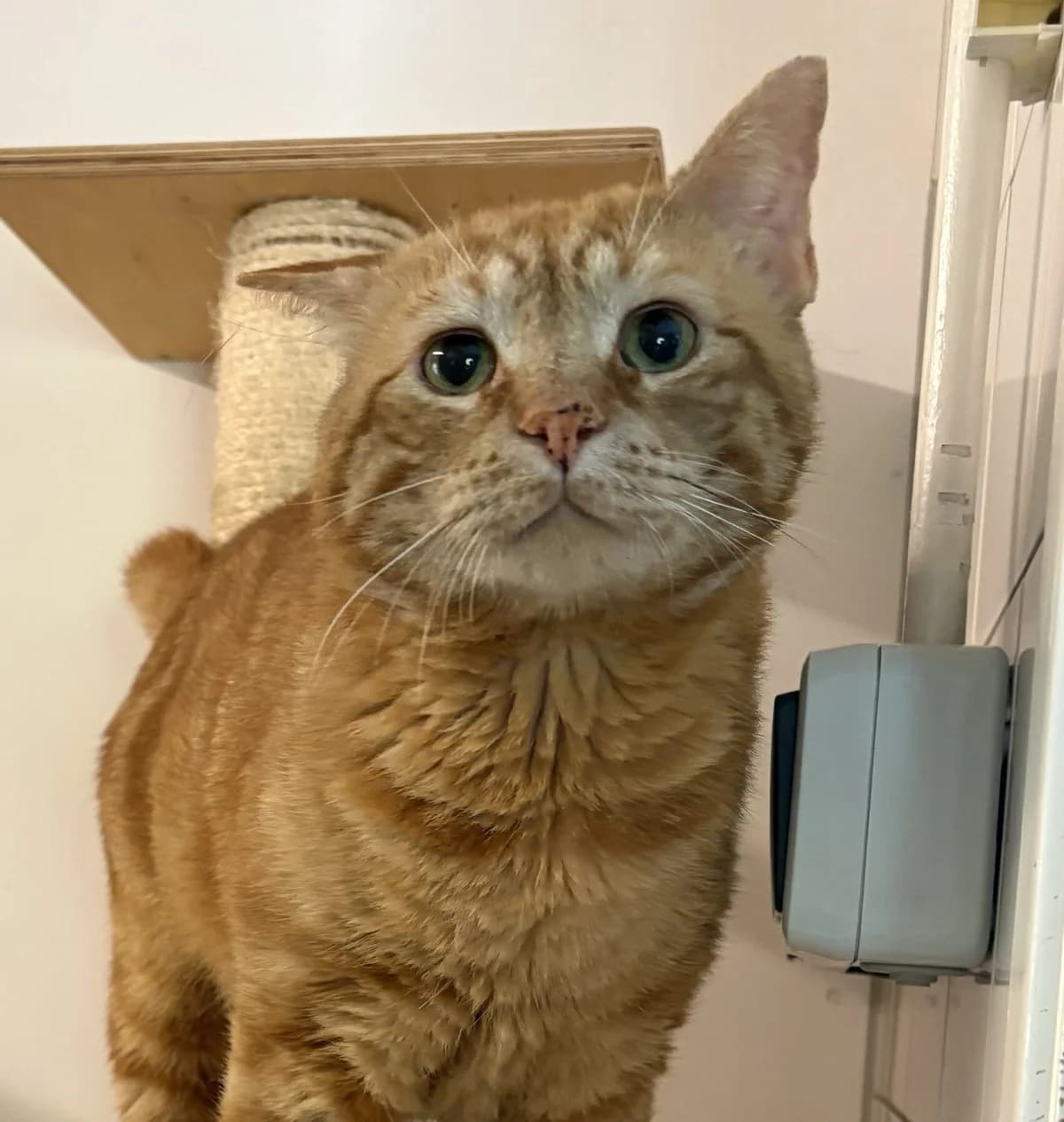 Mooie Rooie, male 6yo Mixed Breed for adoption at Dierenasiel Oostzaan