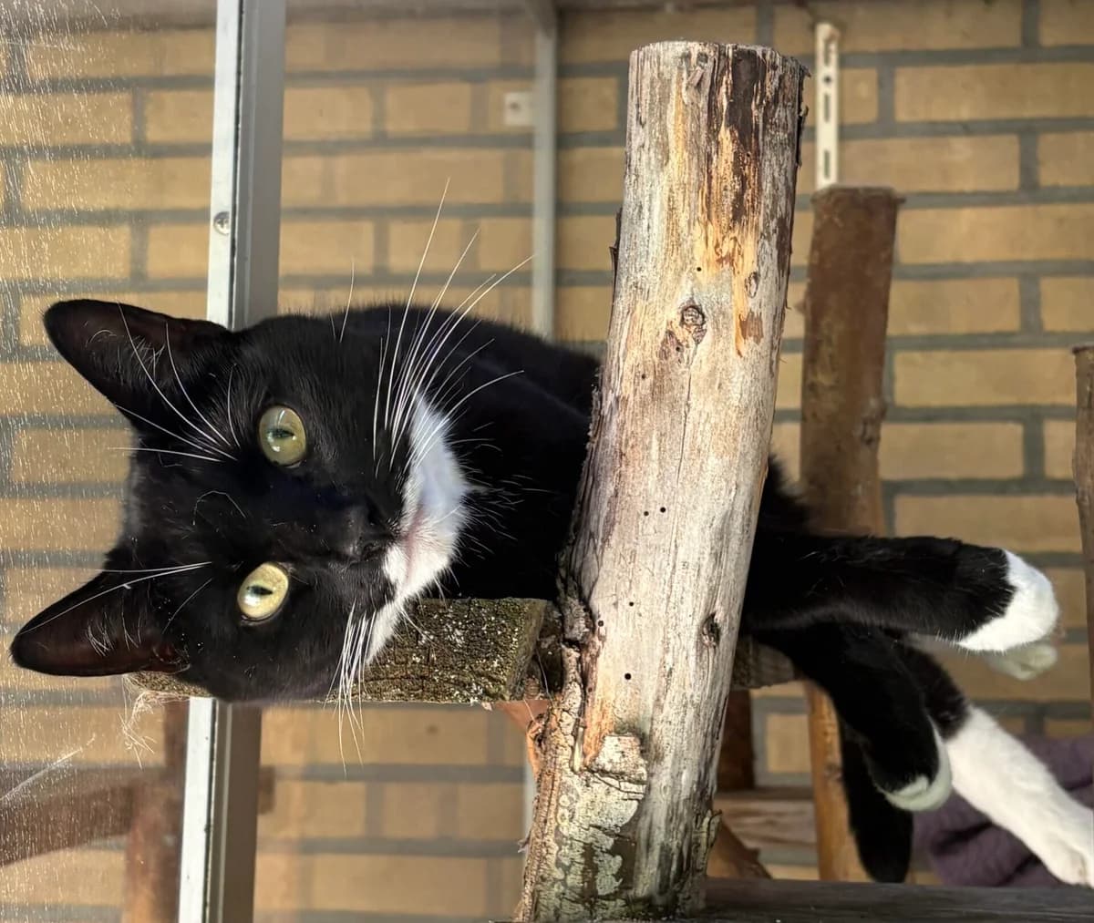Noor, female 6yo Mixed Breed for adoption at Dierenasiel Oostzaan