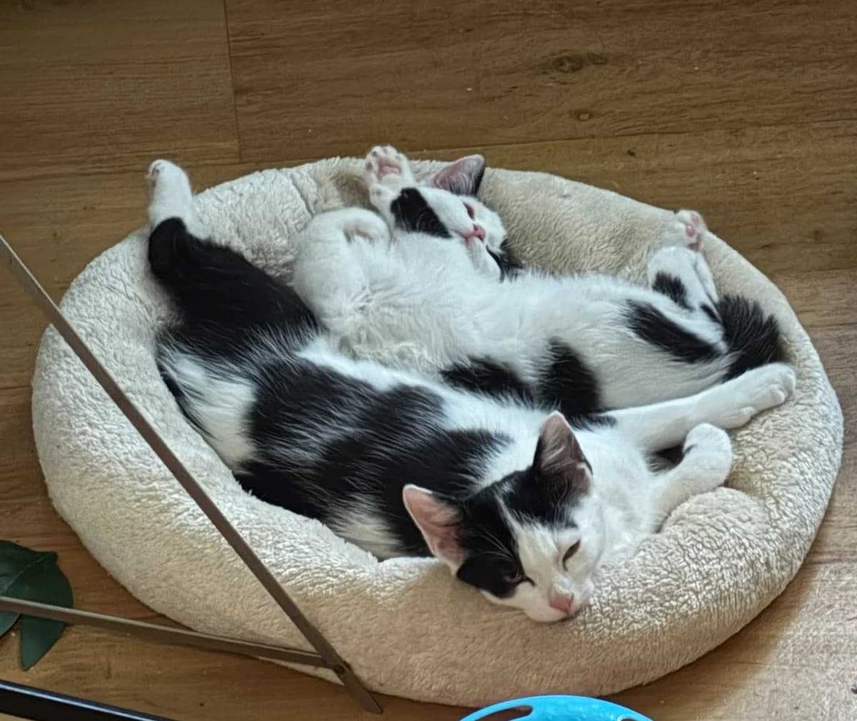 Pocket, Button en Zipper, female puppy Mixed Breed for adoption at Dierenasiel Oostzaan