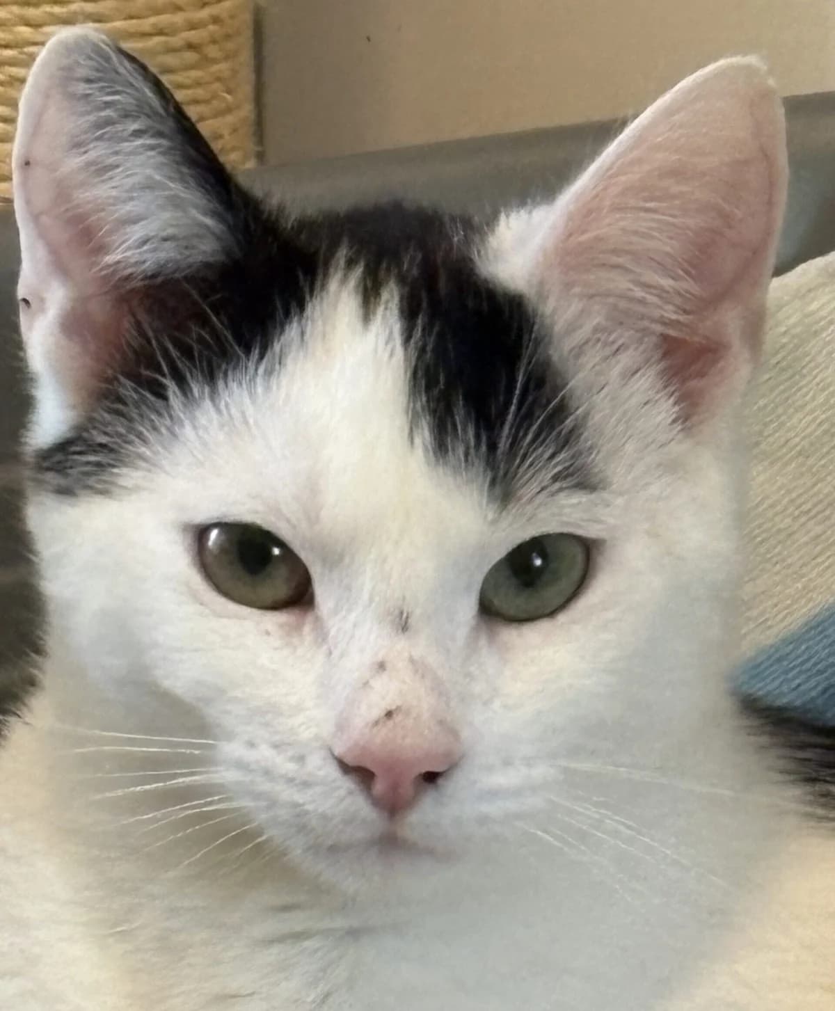 Sam en Freddie, male Mixed Breed for adoption at Dierenasiel Oostzaan